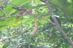 Archidendron nielsenianum